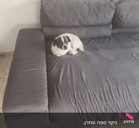כלב קטן יושב על ספה אפורה